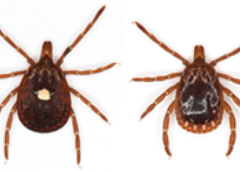 Alpha Gal Syndrome Known As “red Meat Allergy” From Lone Star Ticks